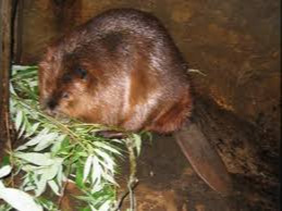 Beaver reintroduction project revitalized Tuul River ecosystem